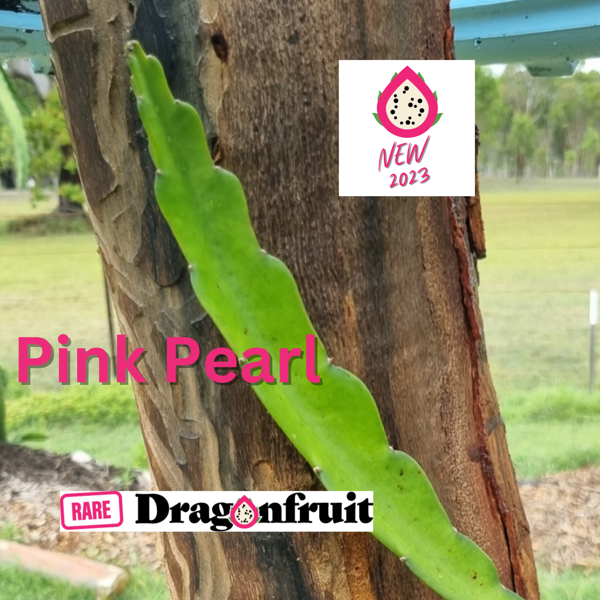 PINK PEARL Dragon Fruit Variety (A) - Rare Dragon Fruit