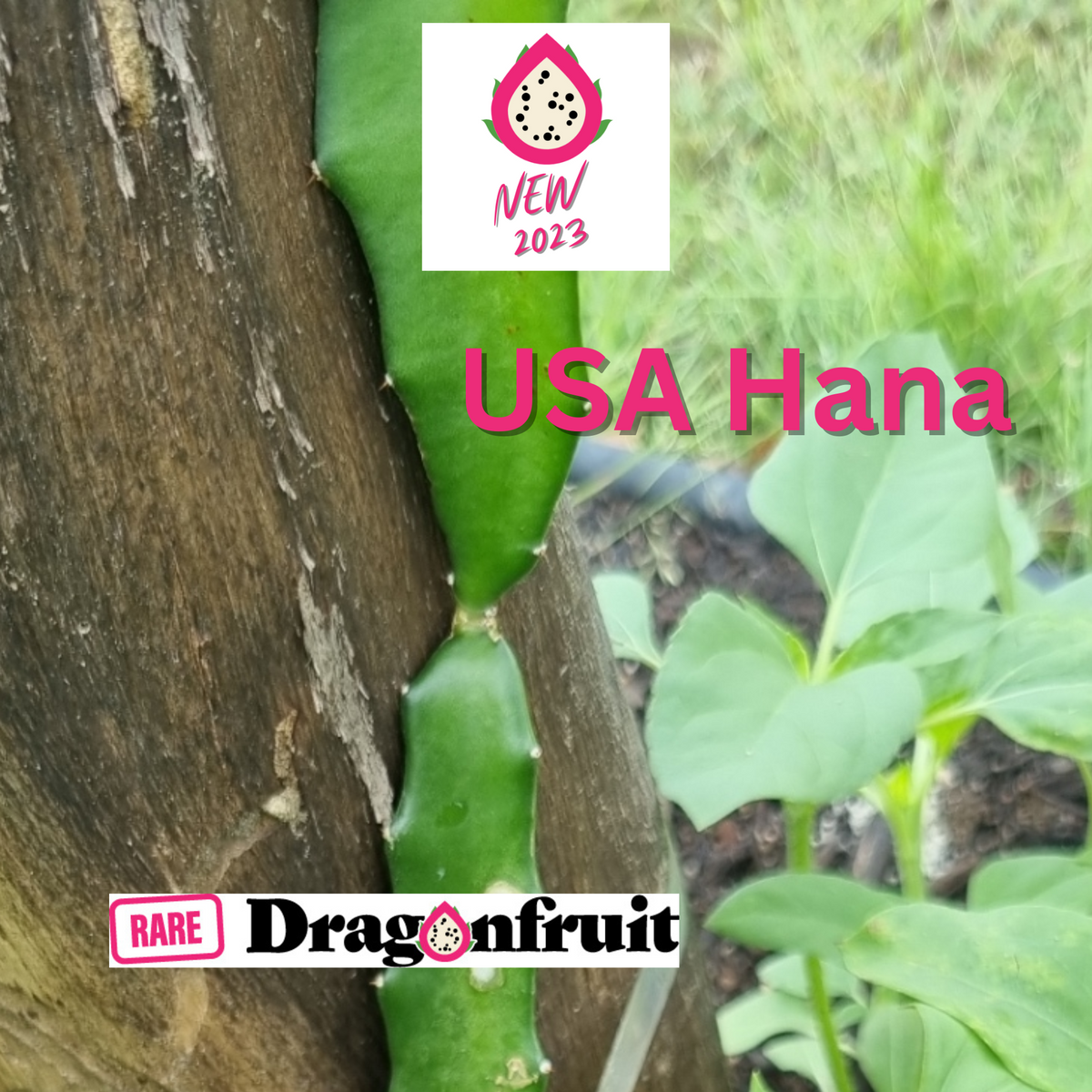 USA Hana Dragon Fruit Plant