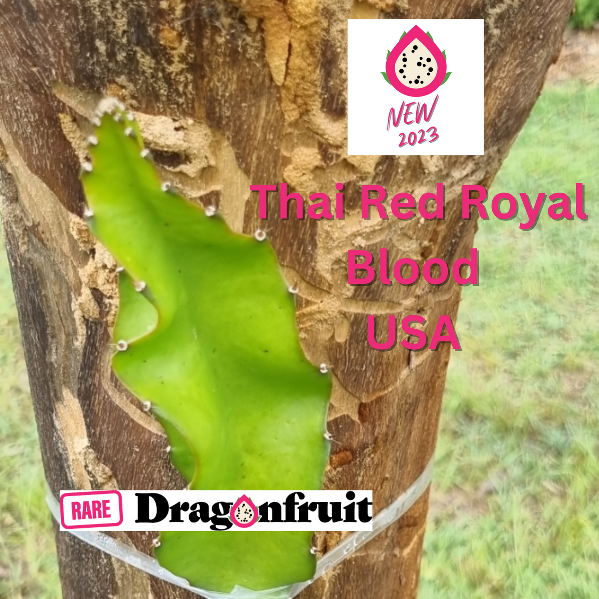 Thai Red Royal Blood USA dragon fruit