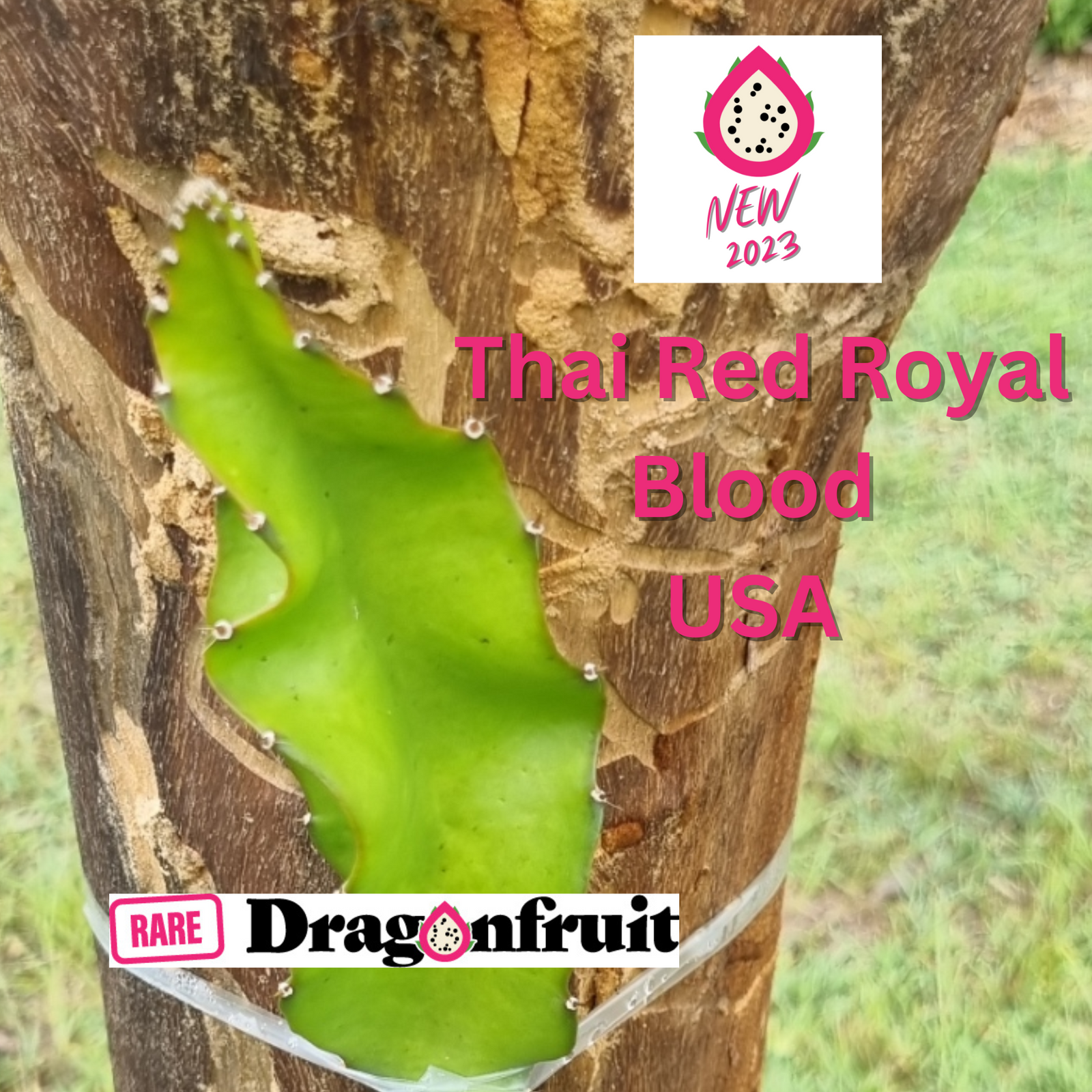 Thai Red Royal Blood USA dragon fruit - Rare Dragon Fruit