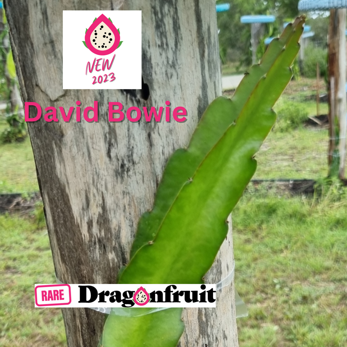 David Bowie – Hylocereus undatus Dragon Fruit - Rare Dragon Fruit