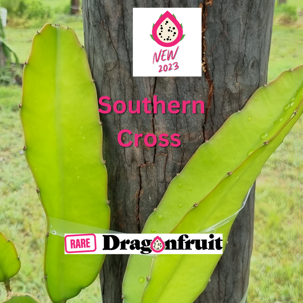 Southern cross Dragon Fruit Plant (NOID) - Rare Dragon Fruit