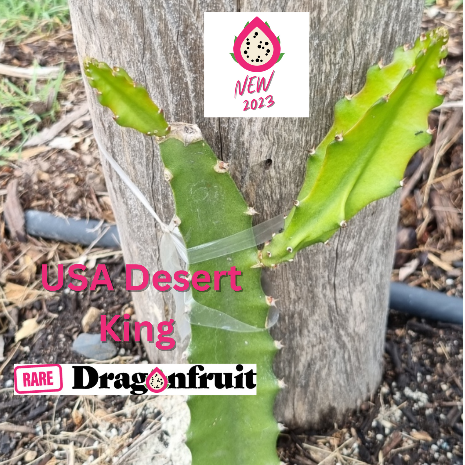 Desert King Dragon Fruit USA- NEW - Rare Dragon Fruit