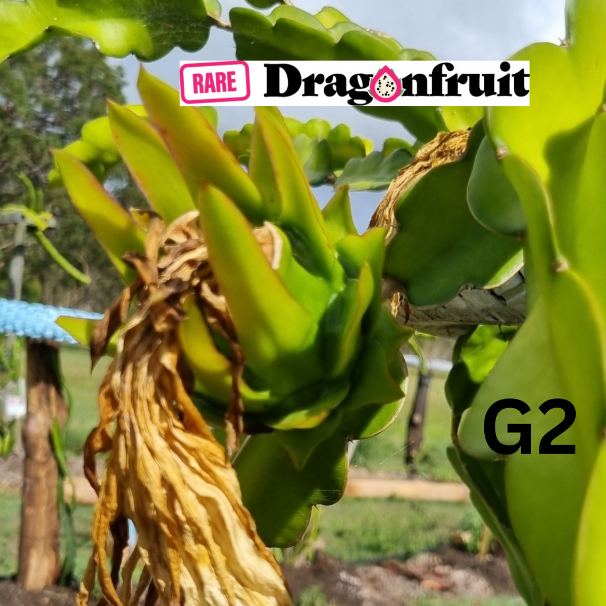 Paul Thomson G2- Hylocereus guatemalensis Californian Dragon fruit - Rare Dragon Fruit