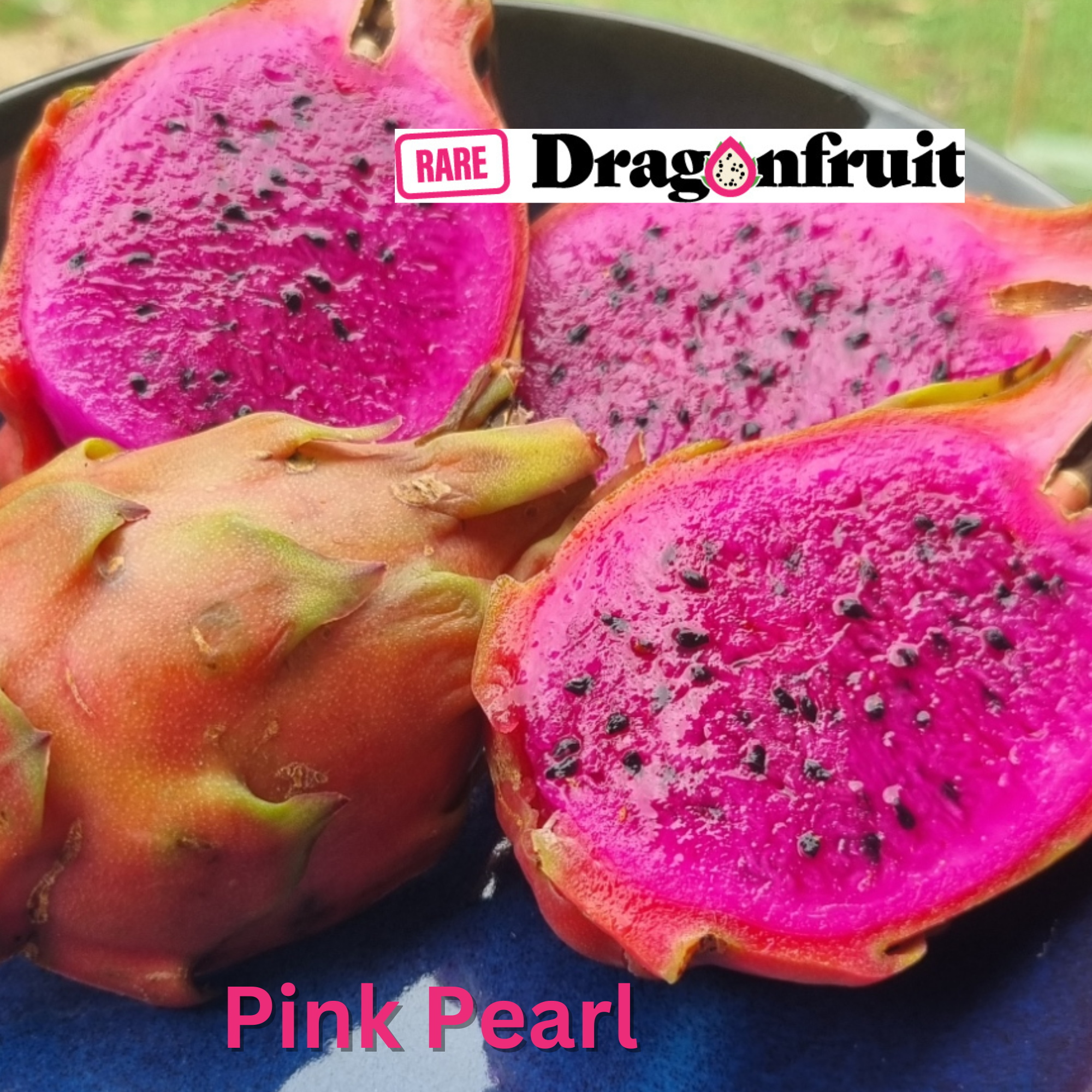 PINK PEARL Dragon Fruit Variety (K) - Rare Dragon Fruit