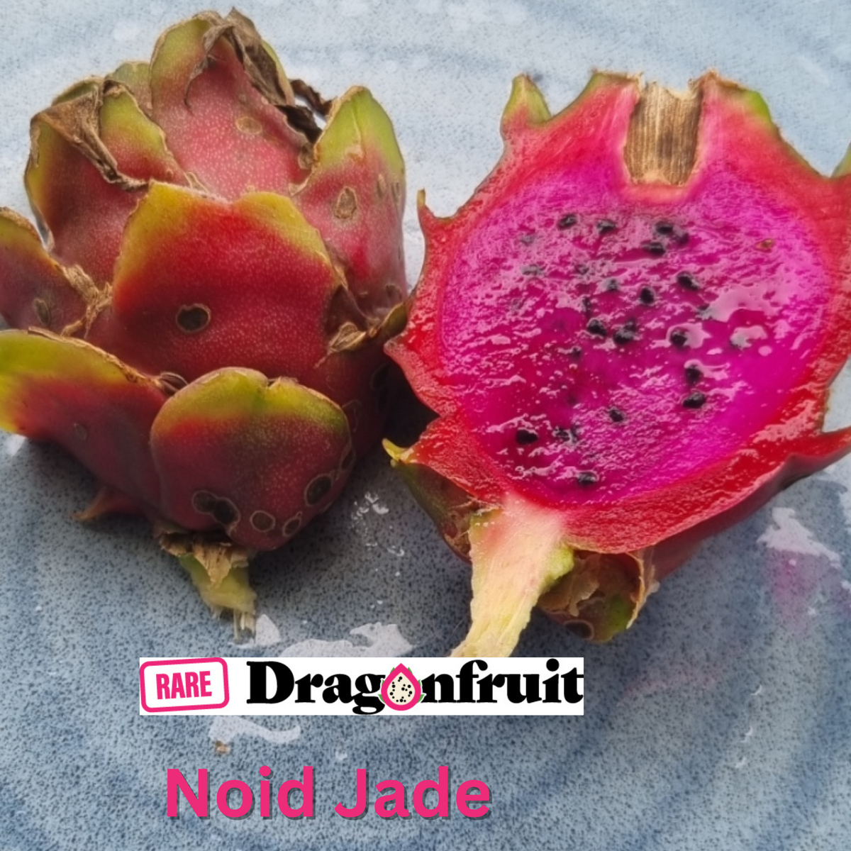 Noid Jade dragon fruit - Rare Dragon Fruit