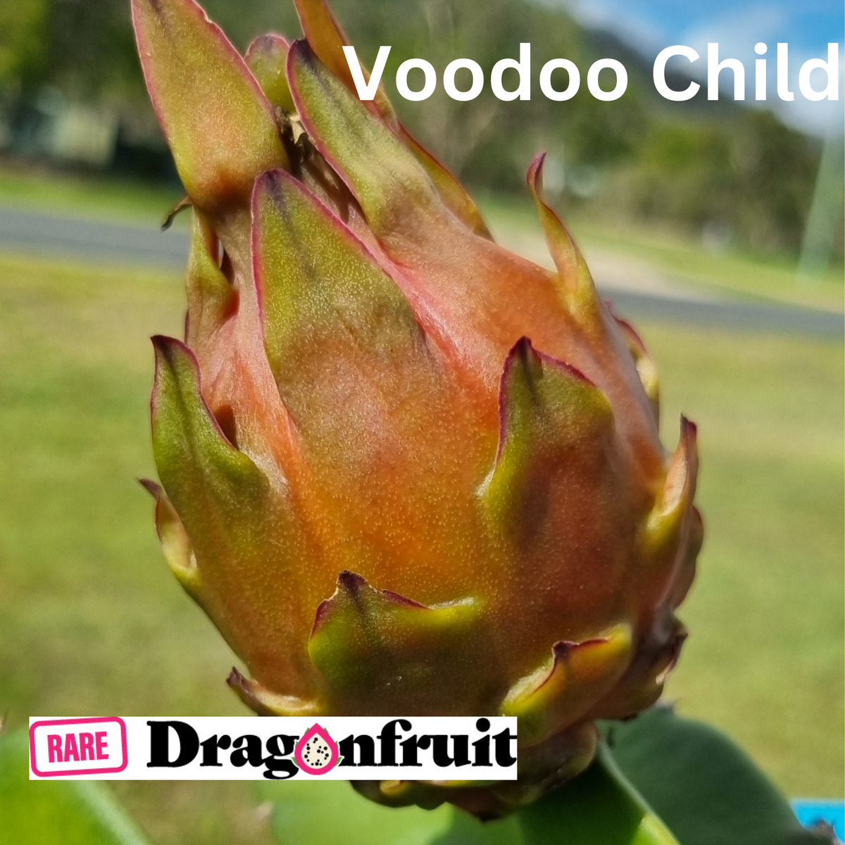 Voodoo Child (XXL bloom)- H. Guatemalesis X Dragon Fruit - Rare Dragon Fruit