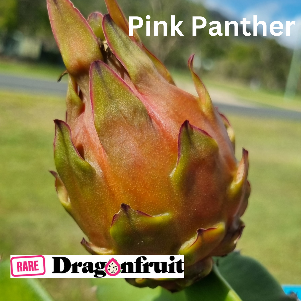 Pink Panther (XL bloom)- Hylocereus guatemalensis X Californian Dragon Fruit - Rare Dragon Fruit