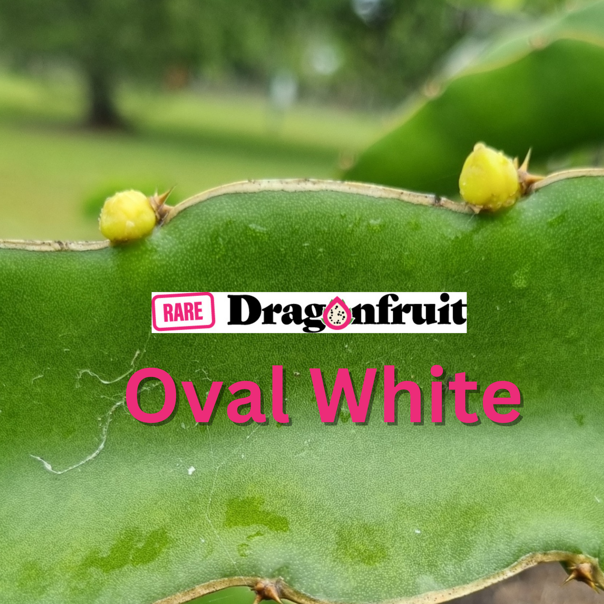 Oval White Dragon Fruit - Rare Dragon Fruit