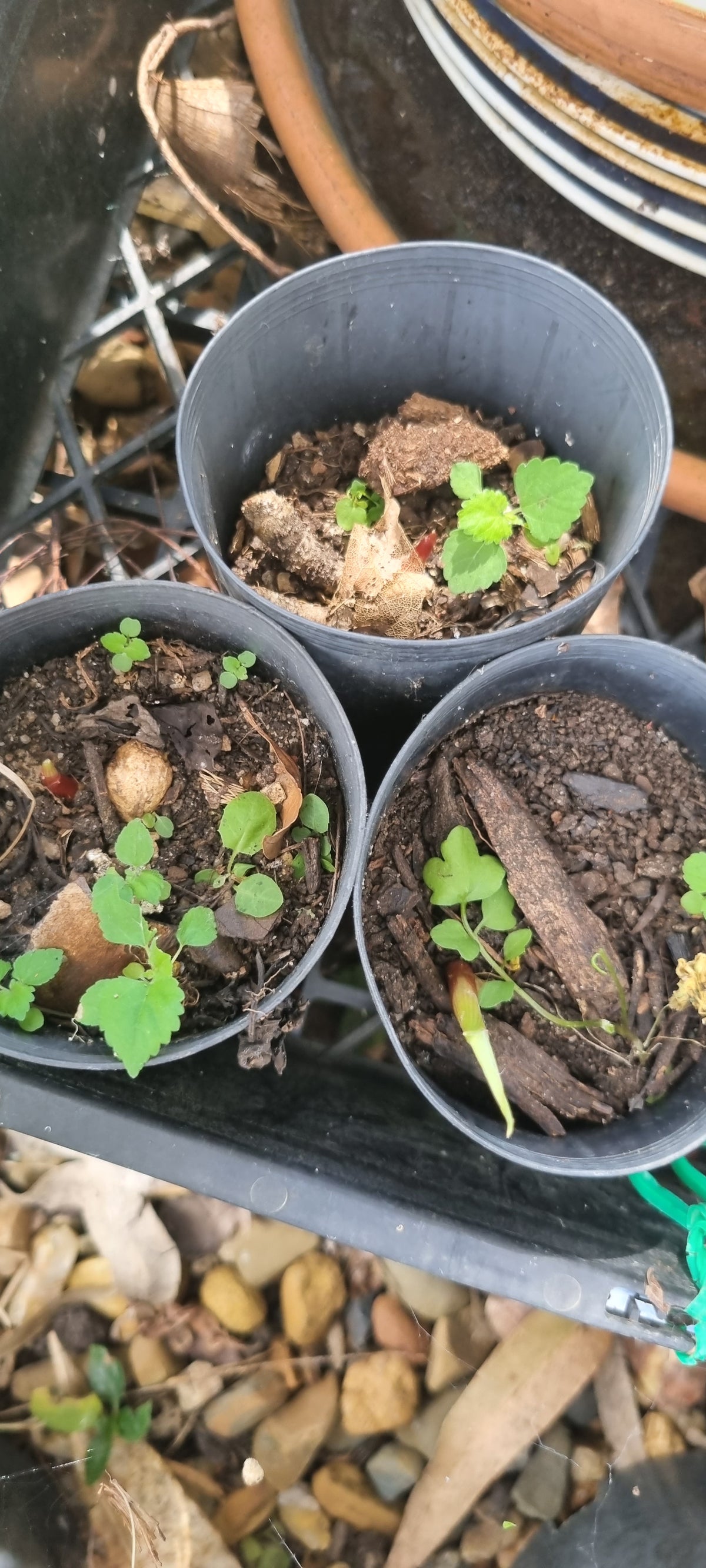 Boesenbergia rotunda-  Chinese Keys or Finger ginger