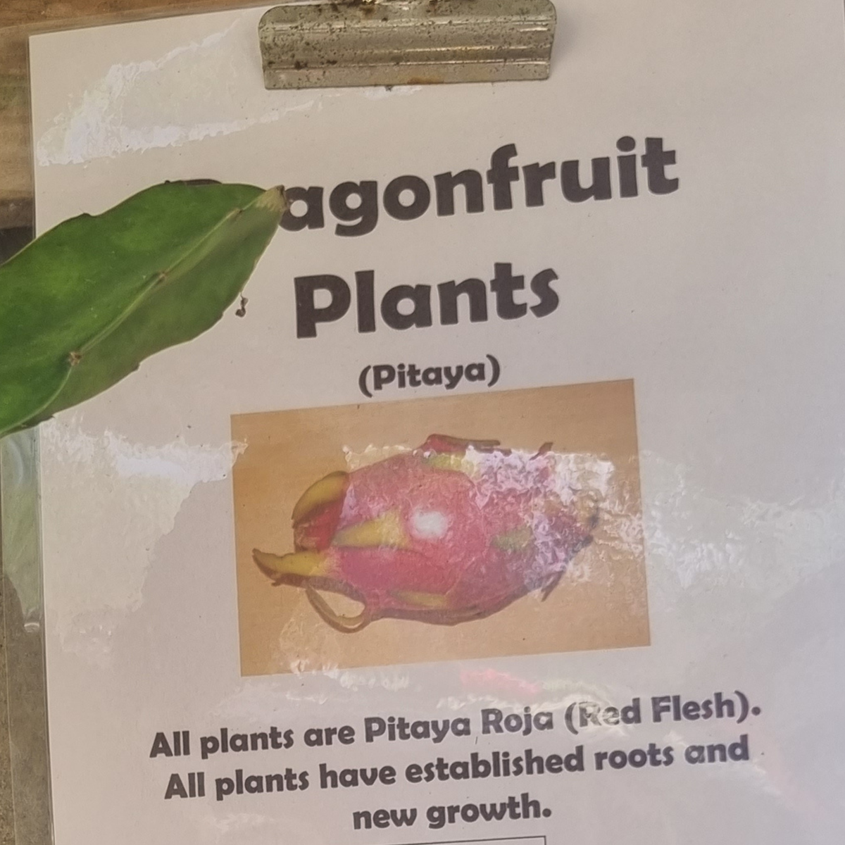 Pitaya Roja