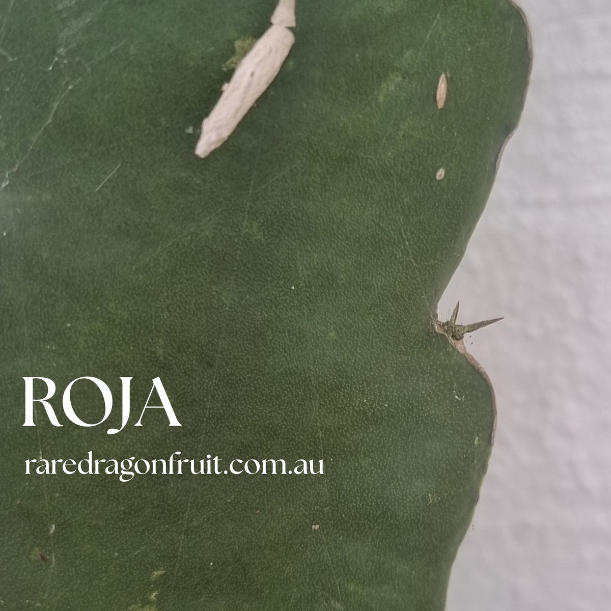 Pitaya Roja