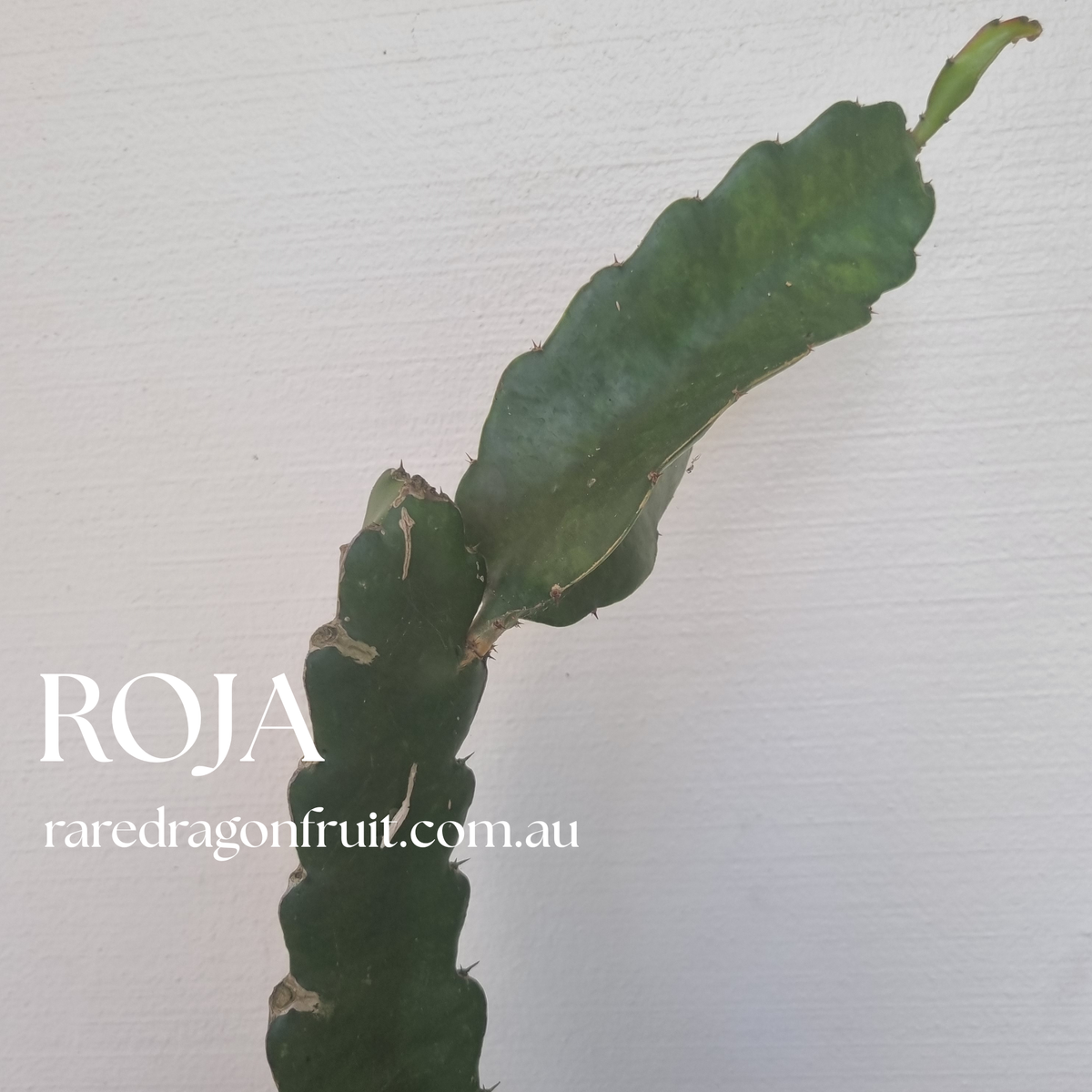 Pitaya Roja