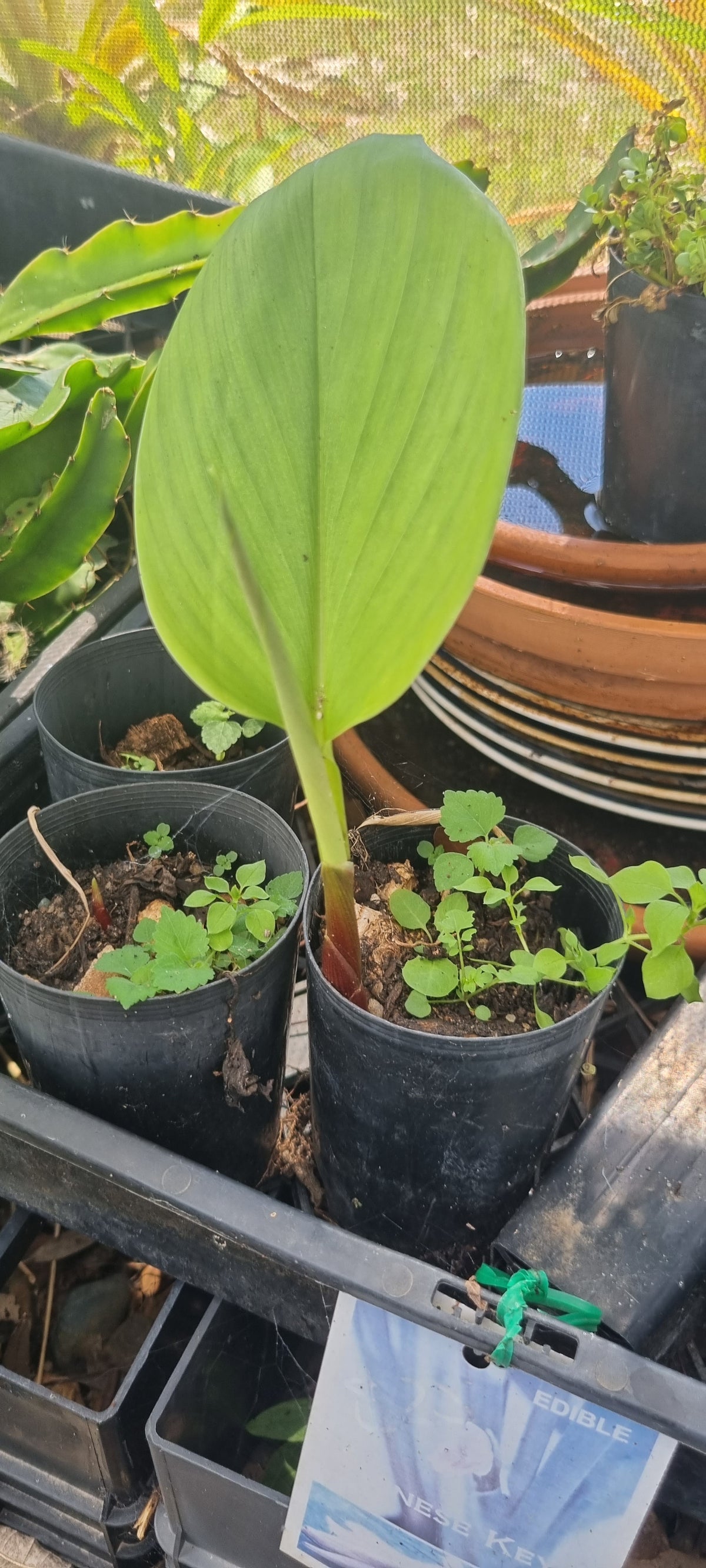 Boesenbergia rotunda-  Chinese Keys or Finger ginger