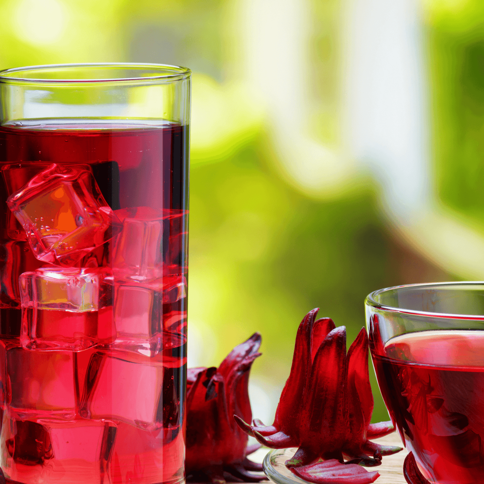 Rosella Seeds x 20 - Rare Dragon Fruit