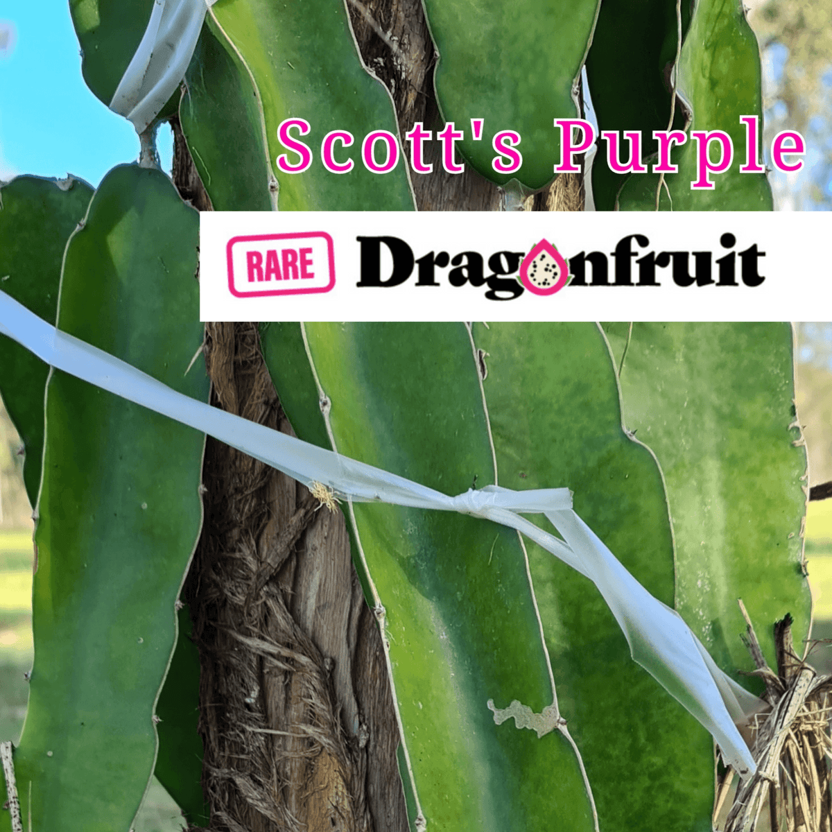Scotts Purple Hylocereus polyrhizus x -watermelon flavoured Dragon Fruit Plant - Rare Dragon Fruit
