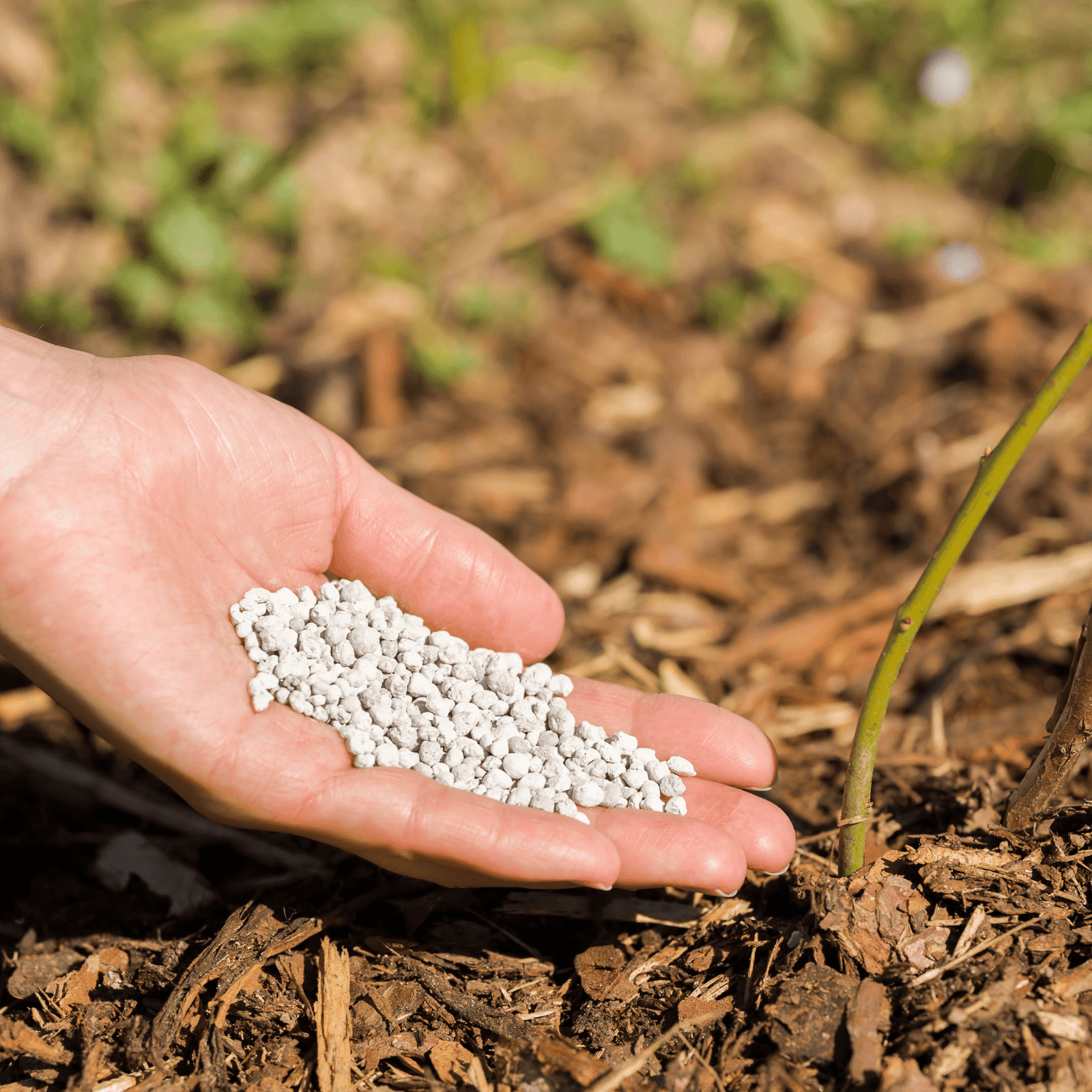 SF Sulphate of Potash 0-0-41 (granular) Fertiliser 500g - Rare Dragon Fruit