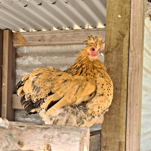 SILKY X PEKIN BANTAM Chicken Fertile Eggs - Rare Dragon Fruit