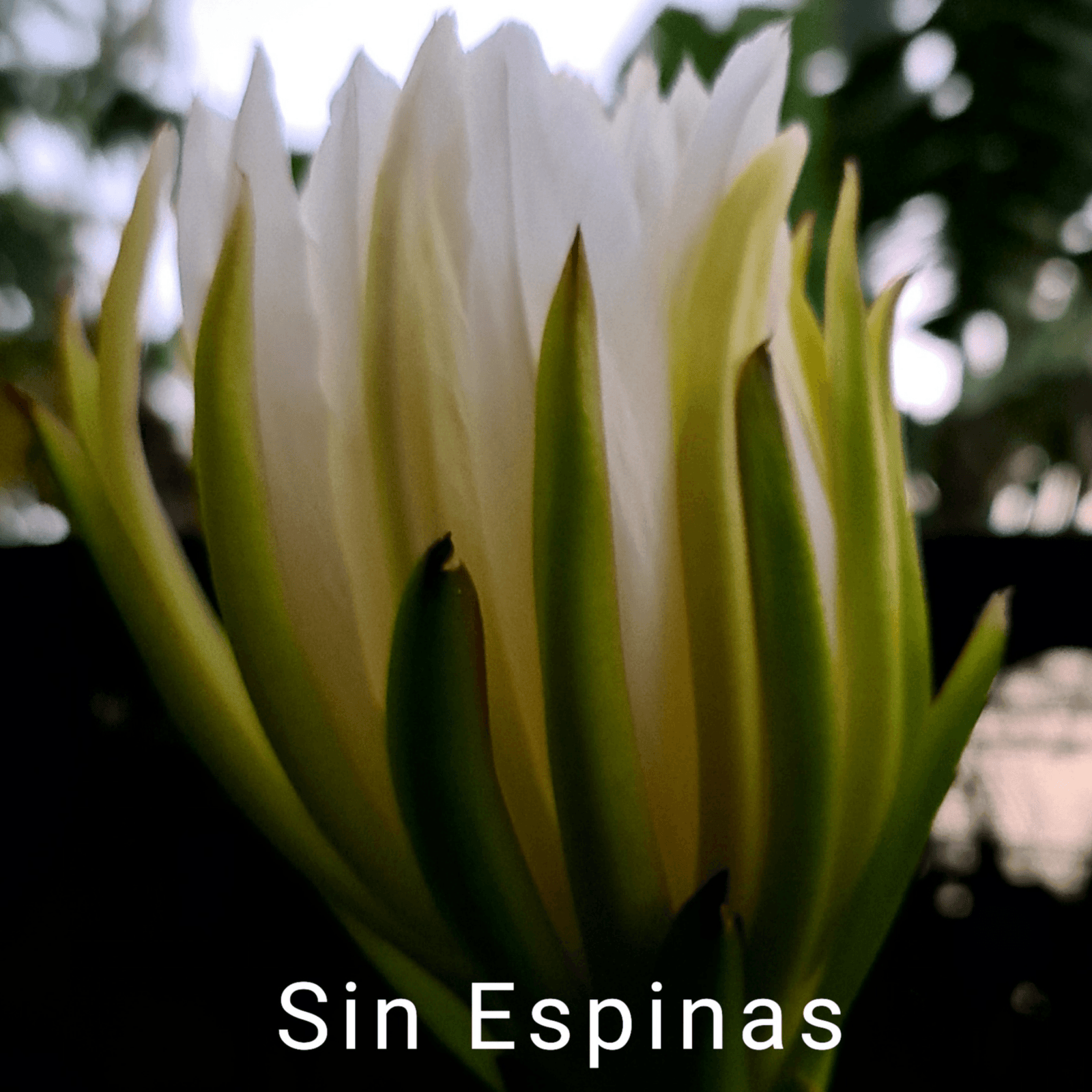 Sin Espinas Dragon Fruit - Hylocereus Polyrhizus X - Rare Dragon Fruit