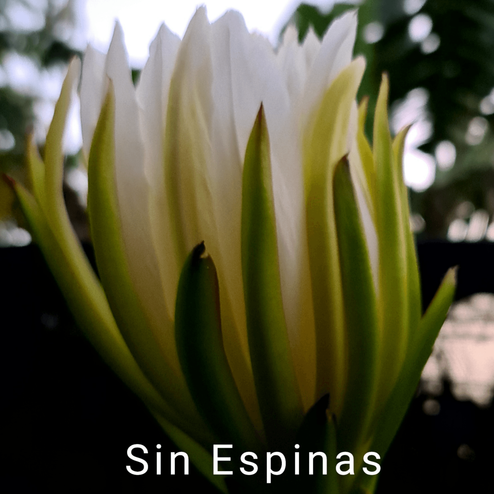 Sin Espinas Dragon Fruit - Hylocereus Polyrhizus X - Rare Dragon Fruit