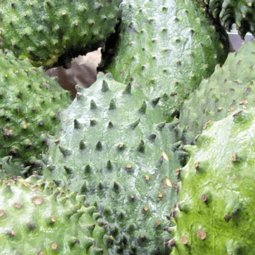 Soursop - GUANABANA MURICATA - Rare Dragon Fruit