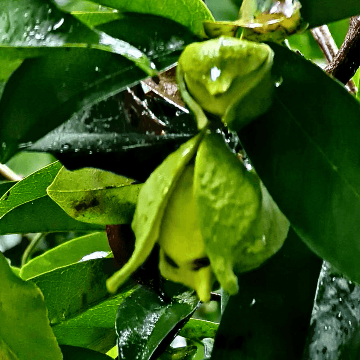 Soursop - GUANABANA MURICATA - Rare Dragon Fruit