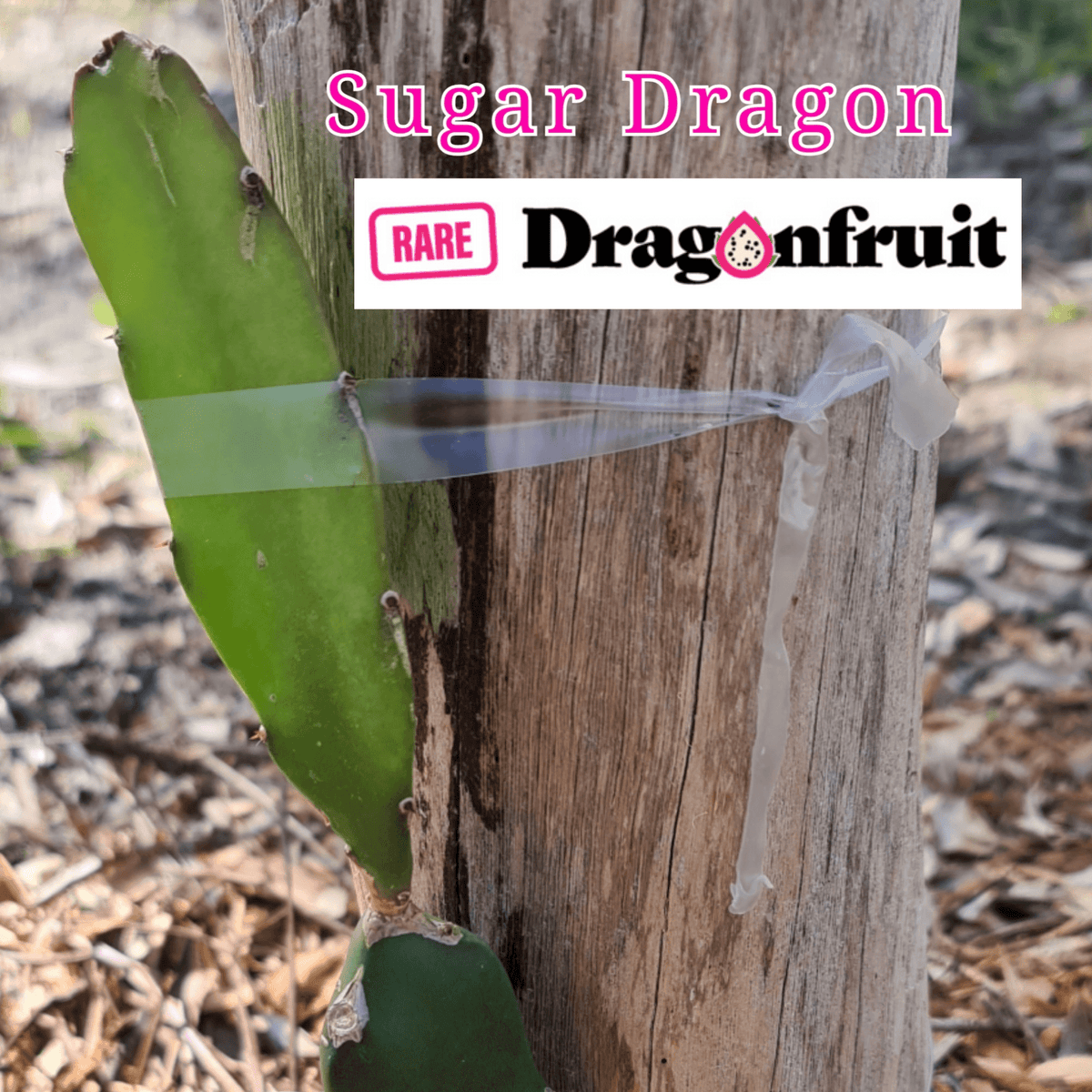 Sugar Dragon (S8) - Hylocereus Hybrid Californian Dragon Fruit - Rare Dragon Fruit