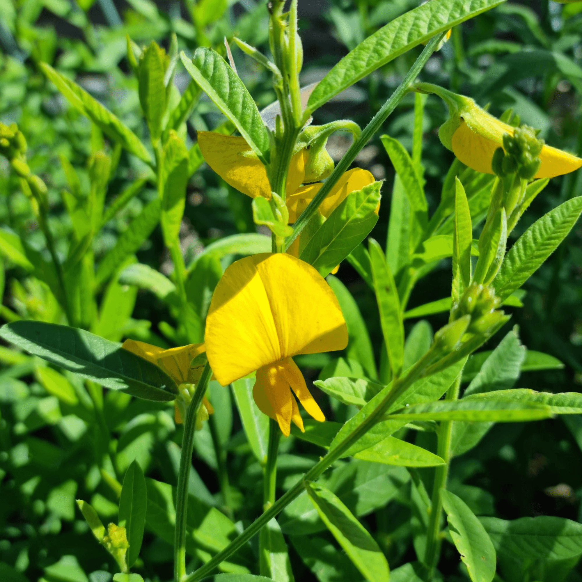 Sunn Hemp- Crotalaria juncea 1kg Green manure - Rare Dragon Fruit