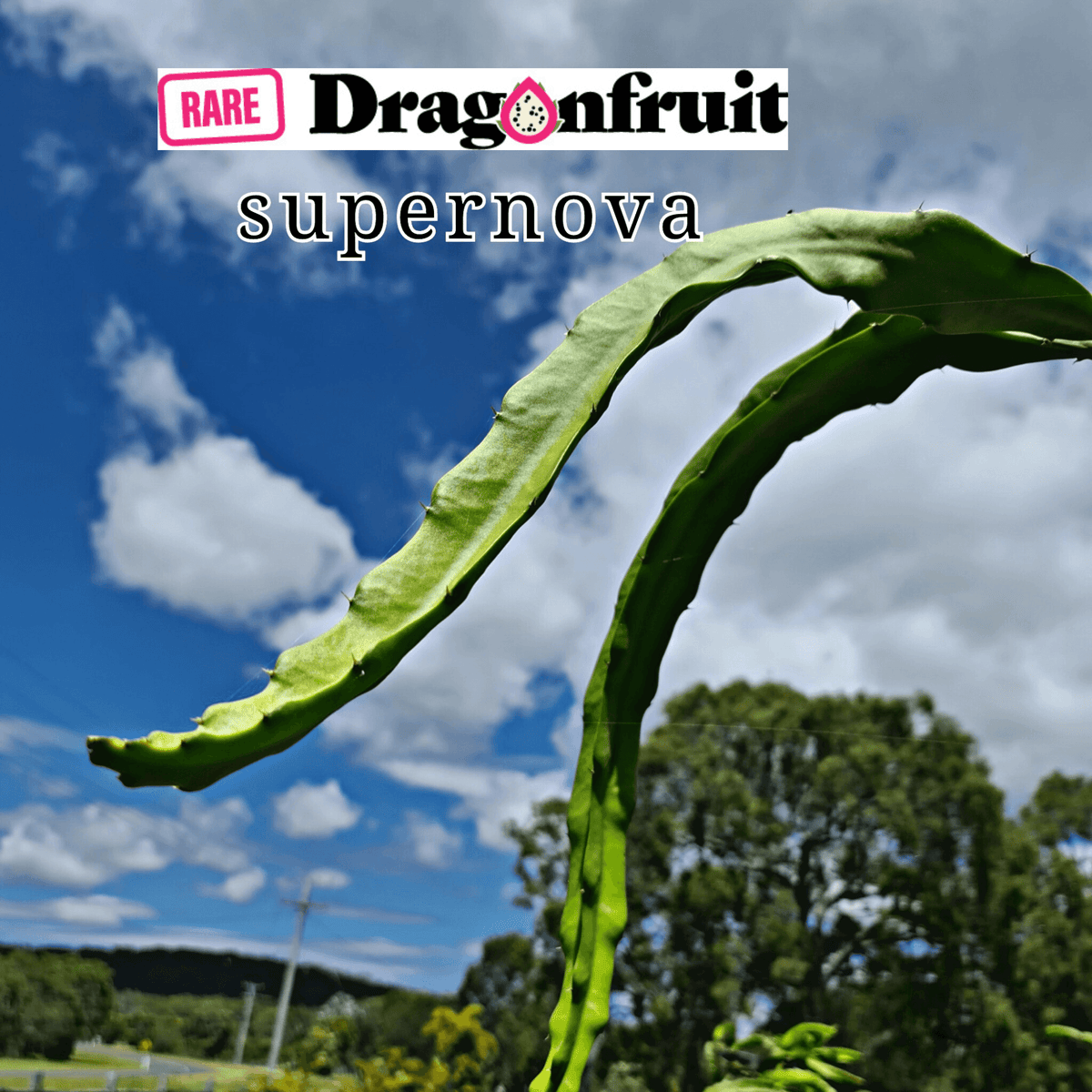 Supernova Dragon Fruit - Rare Dragon Fruit