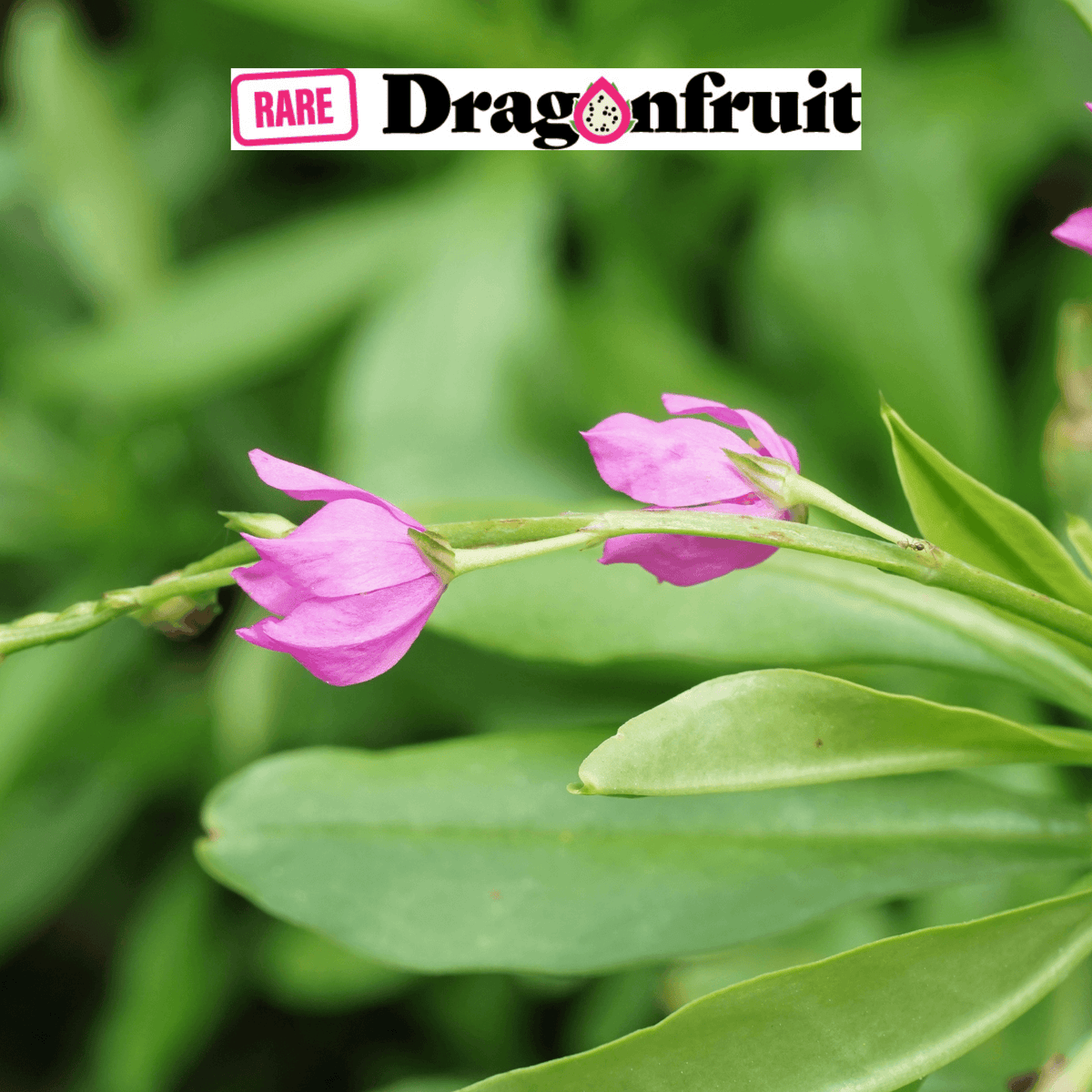 Surinam Spinach -Talinum triangulare - Rare Dragon Fruit