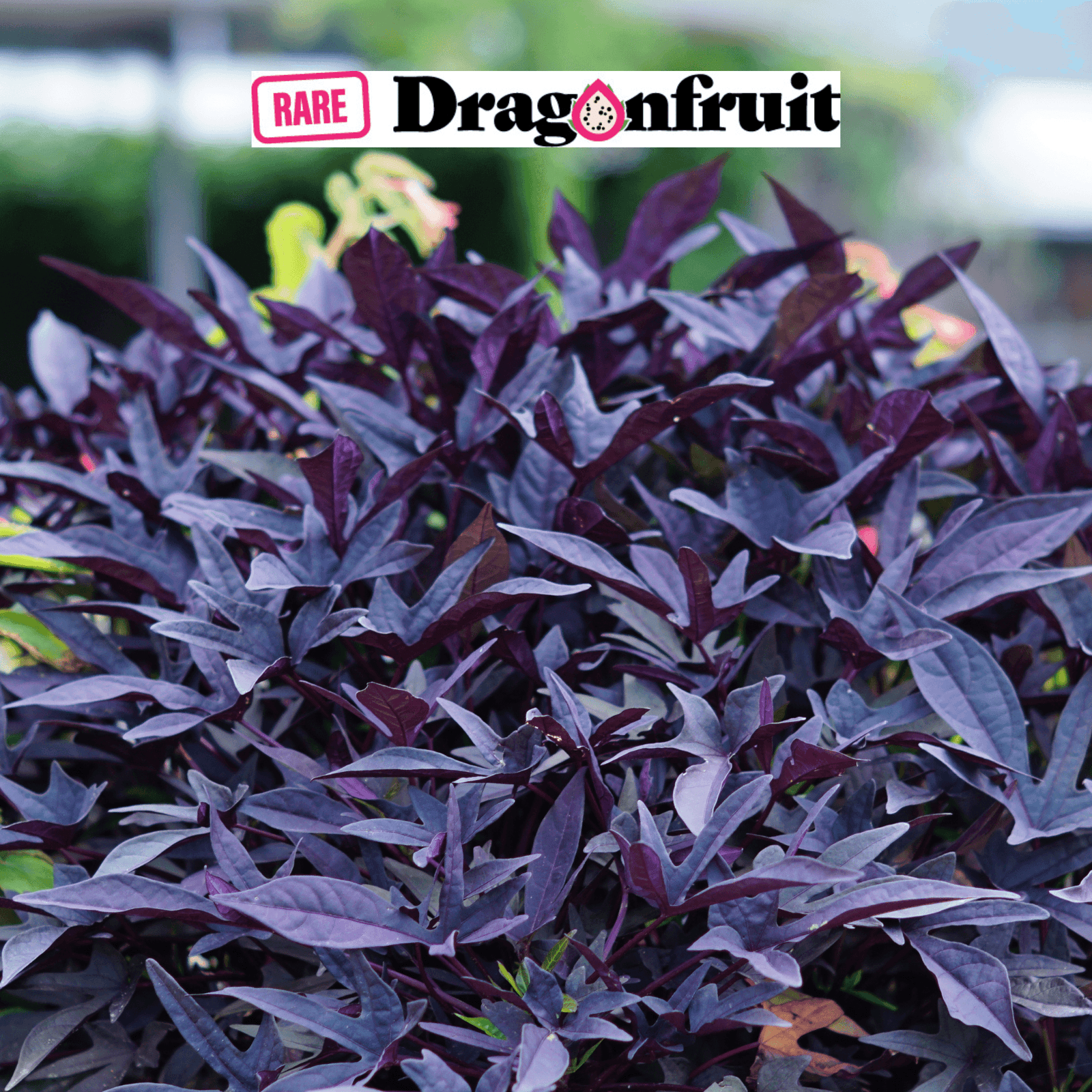Sweet Potato Vine, Proven Accents* Blackie* -Ipomoea batatas- 3 cuttings 10-15cm - Rare Dragon Fruit