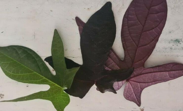 Sweet Potato Vine, Proven Accents* Blackie* -Ipomoea batatas- 3 cuttings 10-15cm - Rare Dragon Fruit