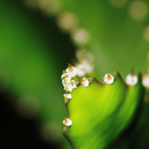 Sweet Vietnamese White Dragon Fruit - Hylocereus undatus - Rare Dragon Fruit