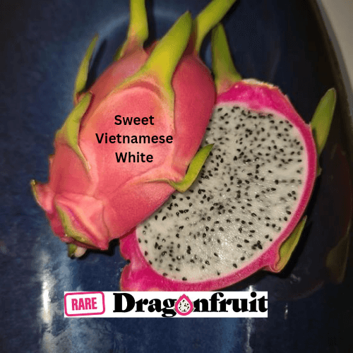 Sweet Vietnamese White Dragon Fruit - Hylocereus undatus - Rare Dragon Fruit