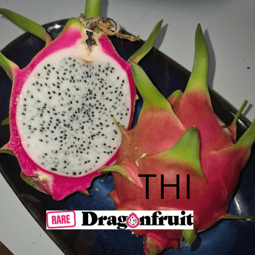 THI- Hylocereus Undatas Dragon Fruit from Thailand - Rare Dragon Fruit