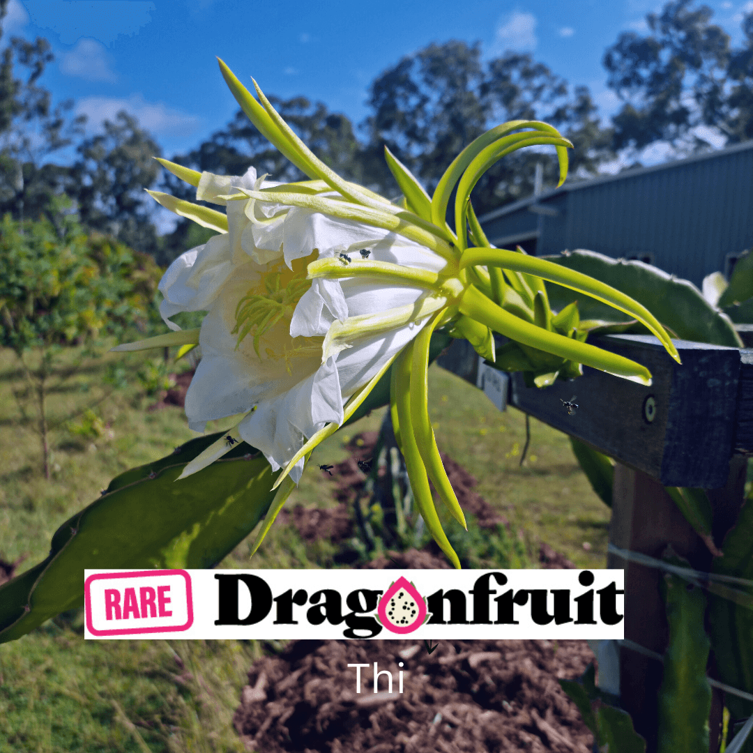 THI- Hylocereus Undatas Dragon Fruit from Thailand - Rare Dragon Fruit