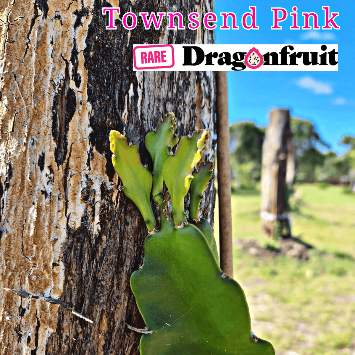 Townsend Pink – Hylocereus sp. Dragon fruit - Rare Dragon Fruit