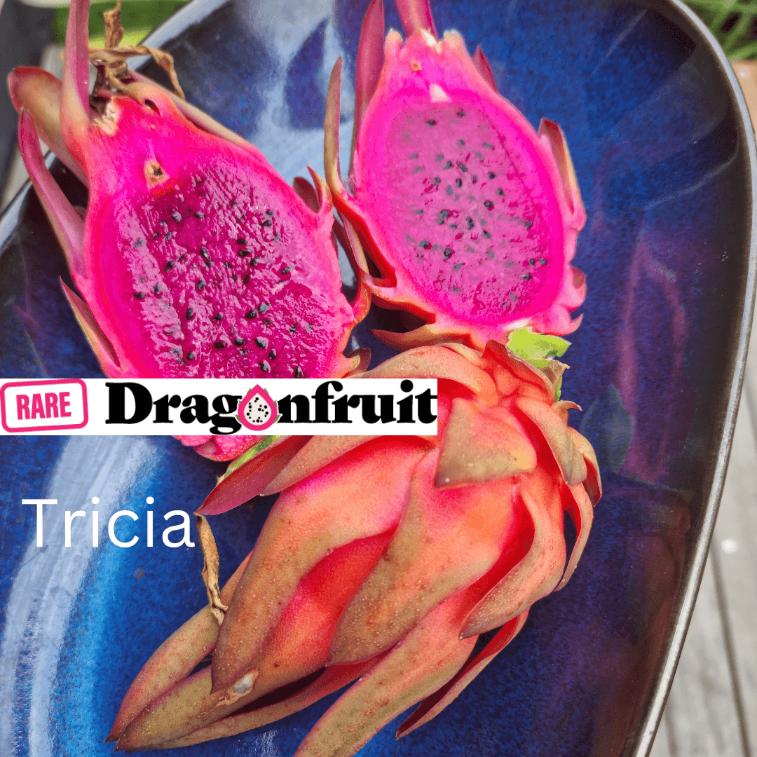 Tricia Commercial Red Dragon Fruit - Rare Dragon Fruit