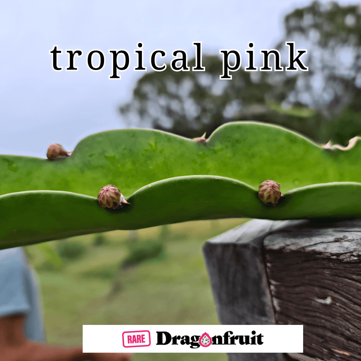 Tropical Pink Dragon Fruit Vanilla ice-cream flavour - Rare Dragon Fruit