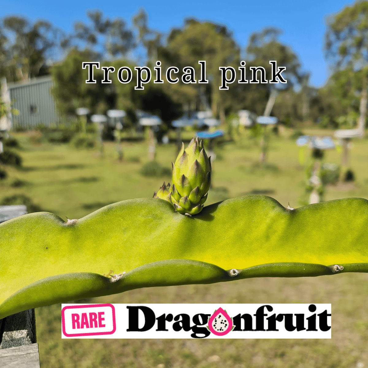 Tropical Pink Dragon Fruit Vanilla ice-cream flavour - Rare Dragon Fruit