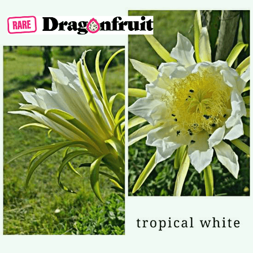 Tropical White Dragon Fruit - Rare Dragon Fruit