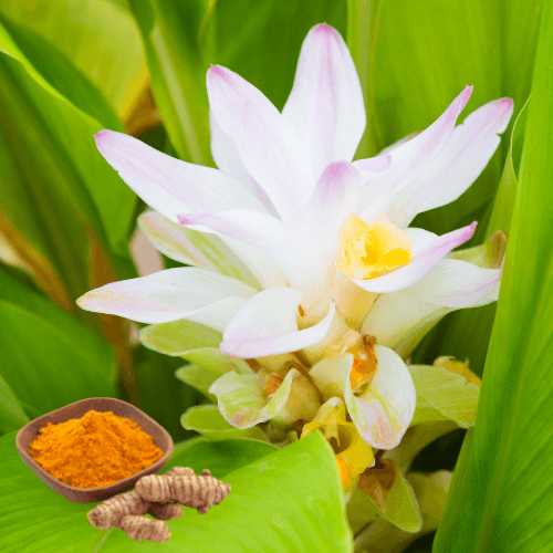 Turmeric -curcumin, Curcuma, Curcuma aromatica - Rare Dragon Fruit