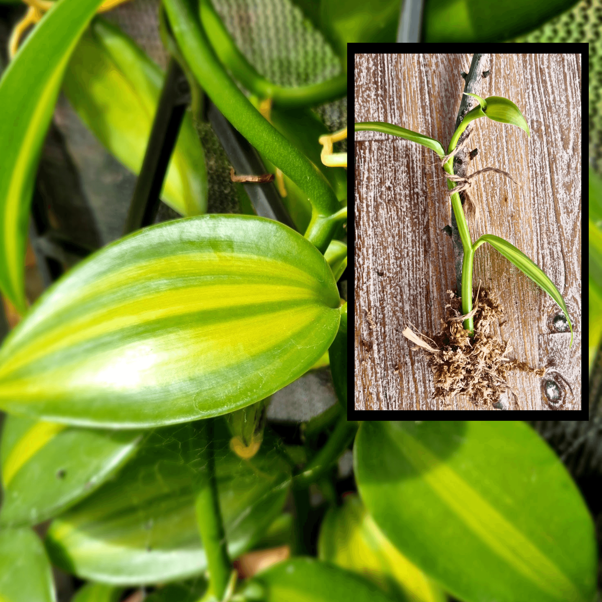 Vanilla planifolia 'Variegata' (Variegated Vanilla)