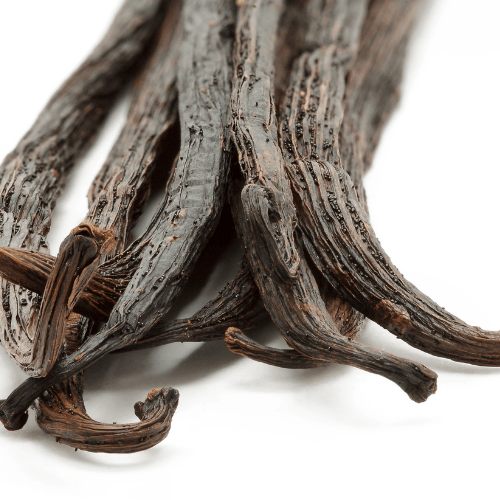 Vanilla planifolia &#39;Variegata&#39; (Variegated Vanilla) - Rare Dragon Fruit