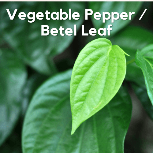 Vegetable Pepper / Betel Leaf- Piper sarmentosum - Rare Dragon Fruit
