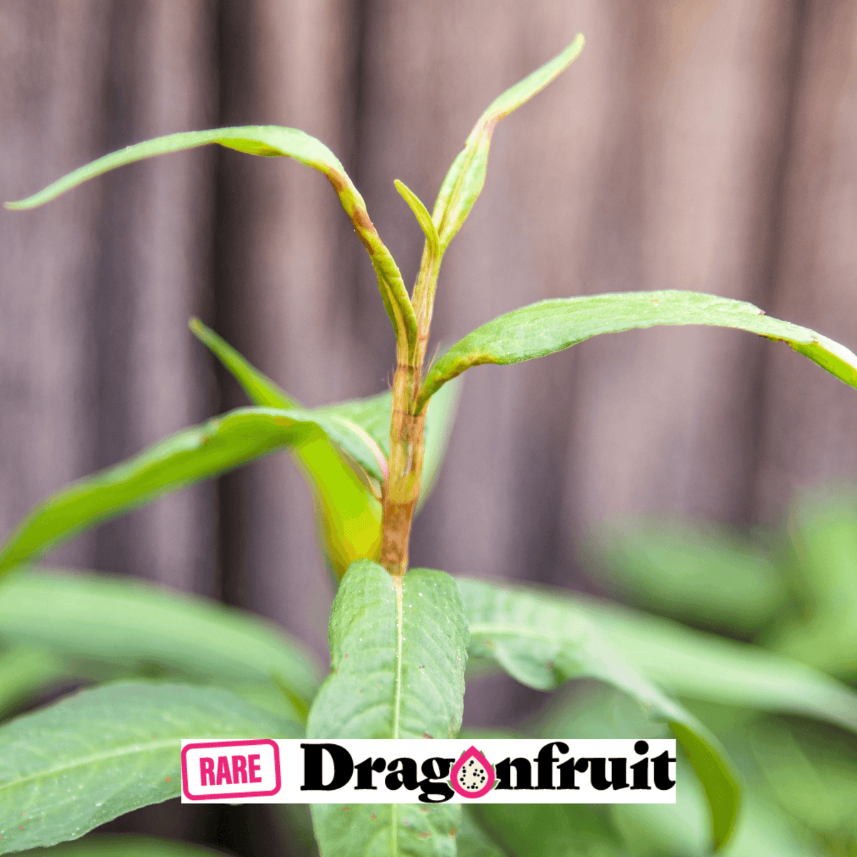 VIETNAMESE MINT (PERSICARIA ODORATA) - Rare Dragon Fruit