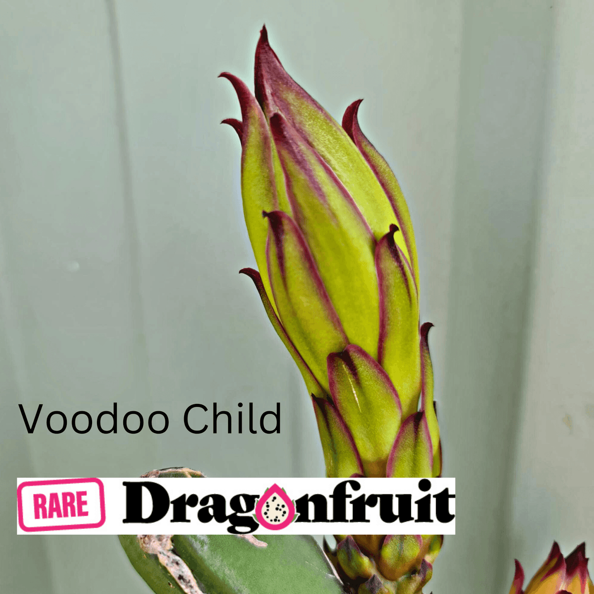 Voodoo Child (XXL bloom)- H. Guatemalesis X Dragon Fruit - Rare Dragon Fruit