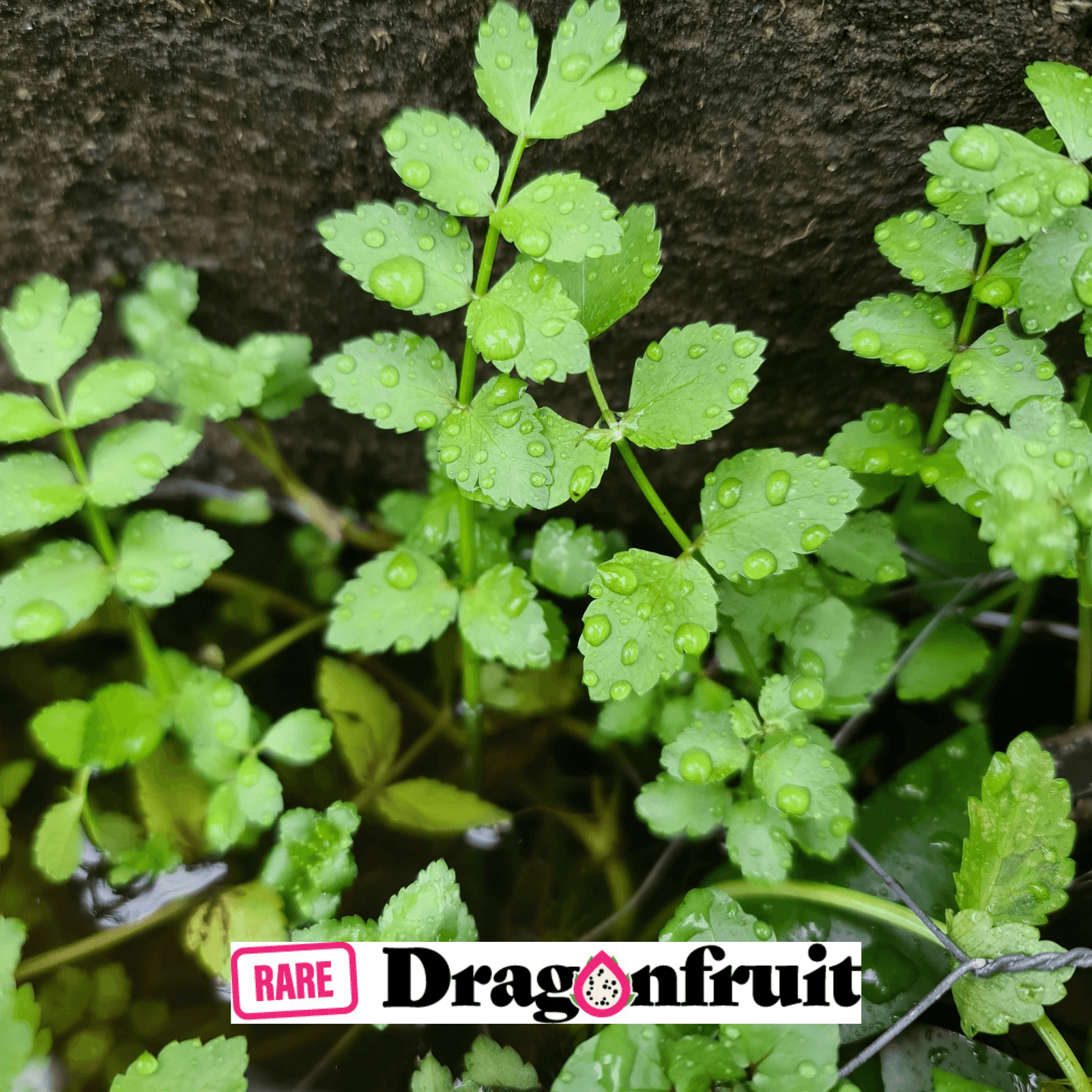 WATER CELERY (OENANTHE JAVANICA) - Rare Dragon Fruit