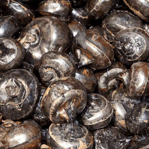 Water chestnut- Elecocharis dulcis - Rare Dragon Fruit