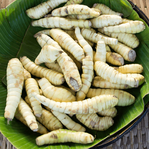 West Indian Arrowroot- Maranta arundinacea - Rare Dragon Fruit